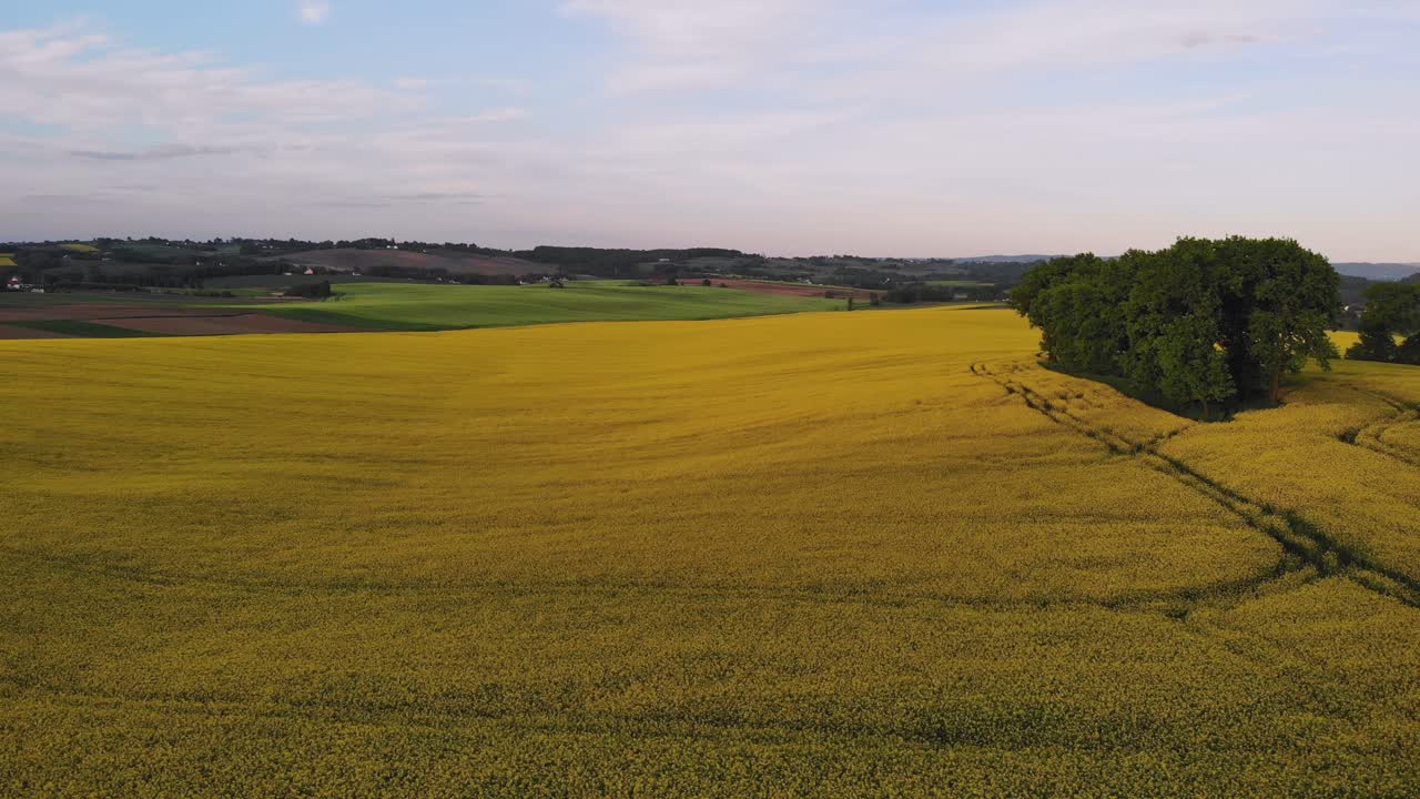 закат над желтым цветущим рапсовым полем в польше, вид с воздуха