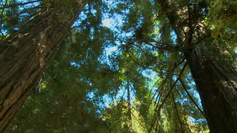 A-low-angle-shot-of-sequoia-trees-in-Big-Sur-California-1