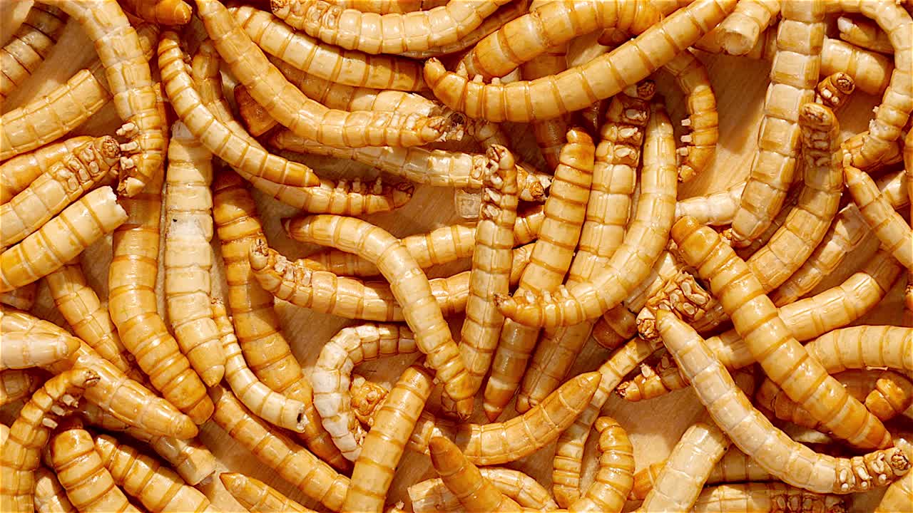 Healthy mealworms close up rotation