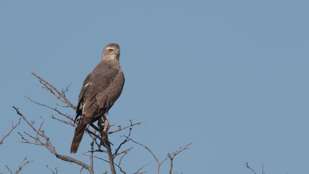 águila marrón alerta posada en las ramas en sudáfrica