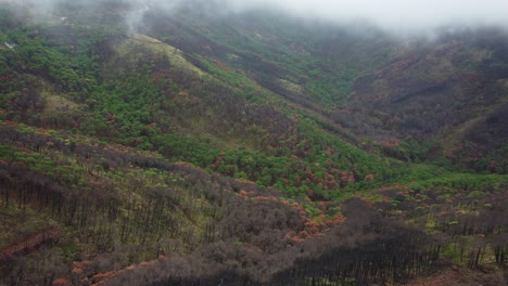 Hermoso-Bosque-Natural-Del-Valle-En-Un-Día-Nublado,-Vista-Aérea-De-Drones