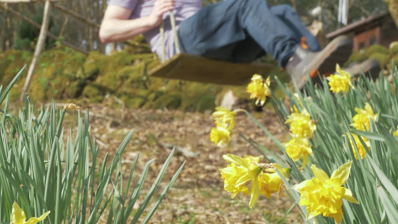 Man on rope swing beyond spring daffodils