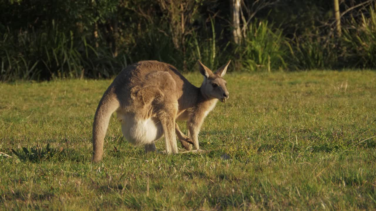 canguro gris oriental con joey en bolsa alimentándose en el campo de hierba - día soleado en el santuario de canguros - queensland, australia