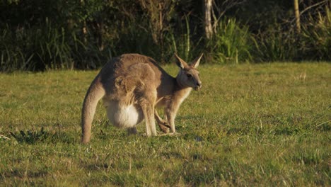 östliches-Graues-Känguru-Mit-Joey-Auf-Beutel,-Der-Auf-Der-Graswiese-Füttert---Sonniger-Tag-Im-Kangaroo-Sanctuary---Queensland,-Australien