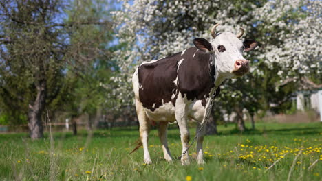cow stands in the sunny spring garden chained to the ground. mooing cattle animal waves its tail to get rid of insects.