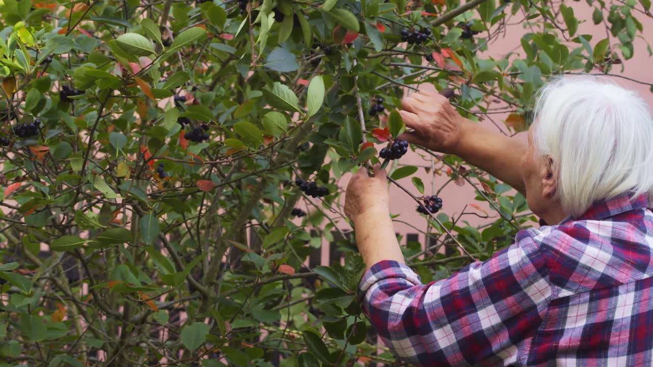 Woman gardener cuts fresh berries from fruit bush