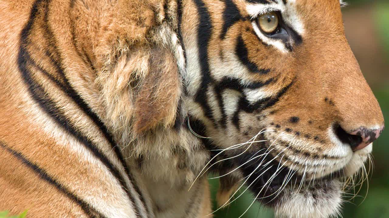 Et nærbillede i profil af en sumatratiger, der hviler roligt i et frodigt miljø