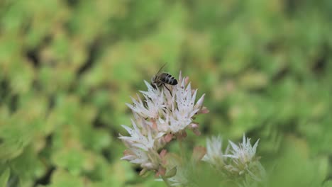 bee looking for nectar on white flower, macro