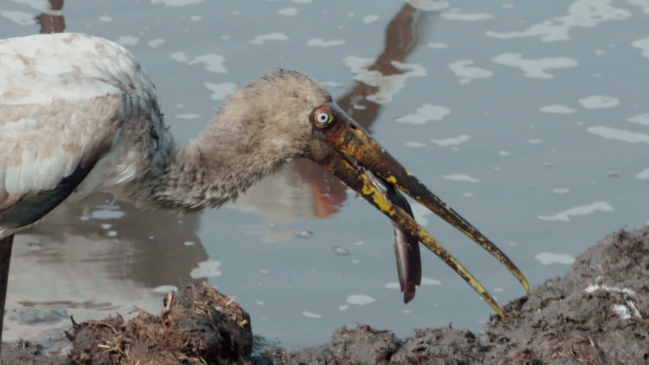 노란 부리 황새는 아프리카의 진흙 연못에서 메기를 통째로 삼키려고 합니다.