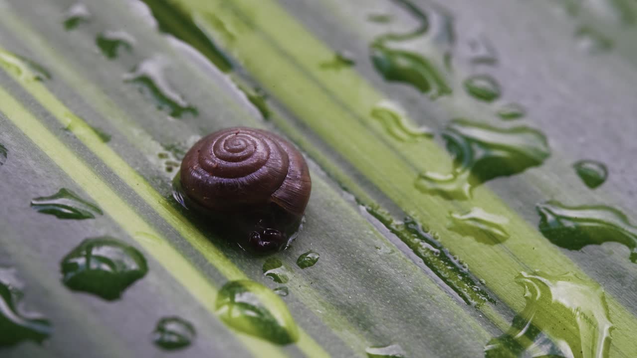 Snail Defecating and Preparing to Glide Away