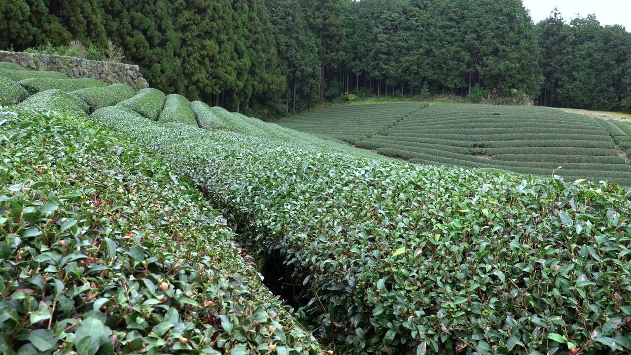 Piantagioni di tè a Shizuoka, Giappone, in una giornata nuvolosa