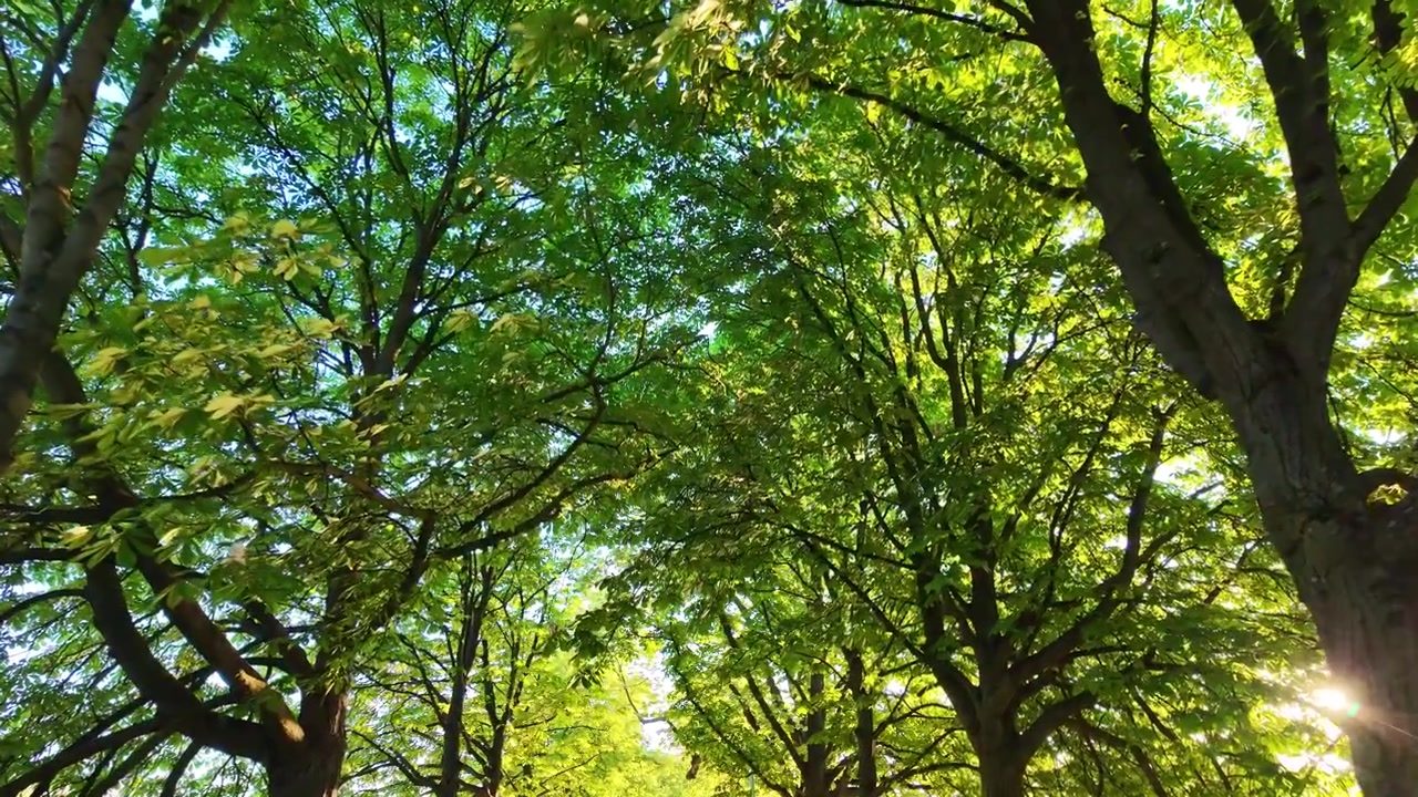 早晨藍天下，仰視視角，平穩步行時綠樹樹冠間灑落的美麗陽光。