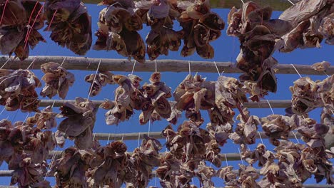 bundles of cod heads hanging on wooden scaffolding to dry