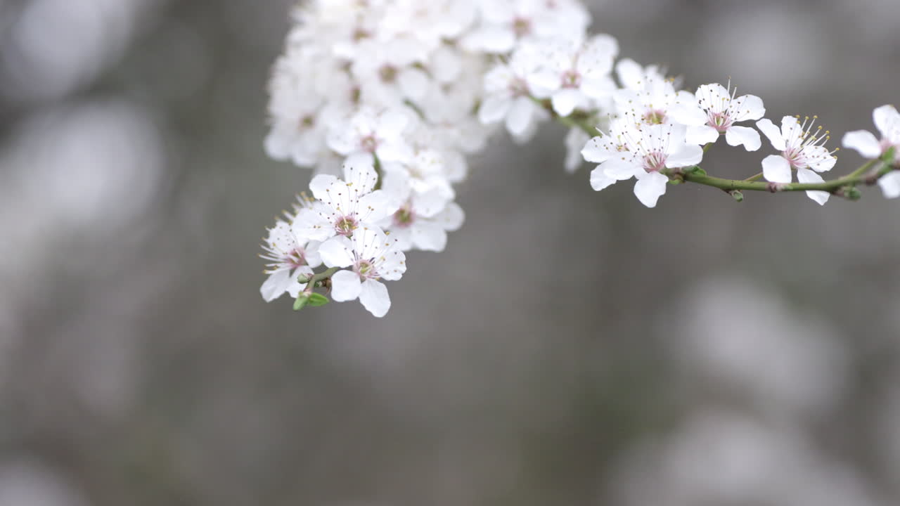 Plum tree flowers at spring sunny day