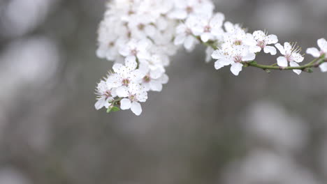 plum tree flowers at spring sunny day