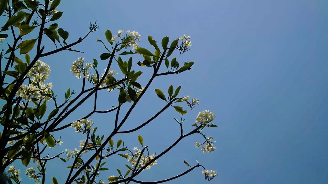 Plumeria alba is a species of the genus Plumeria
