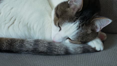 a cyprus cat sleeping peacefully on the couch - tilt-up shot