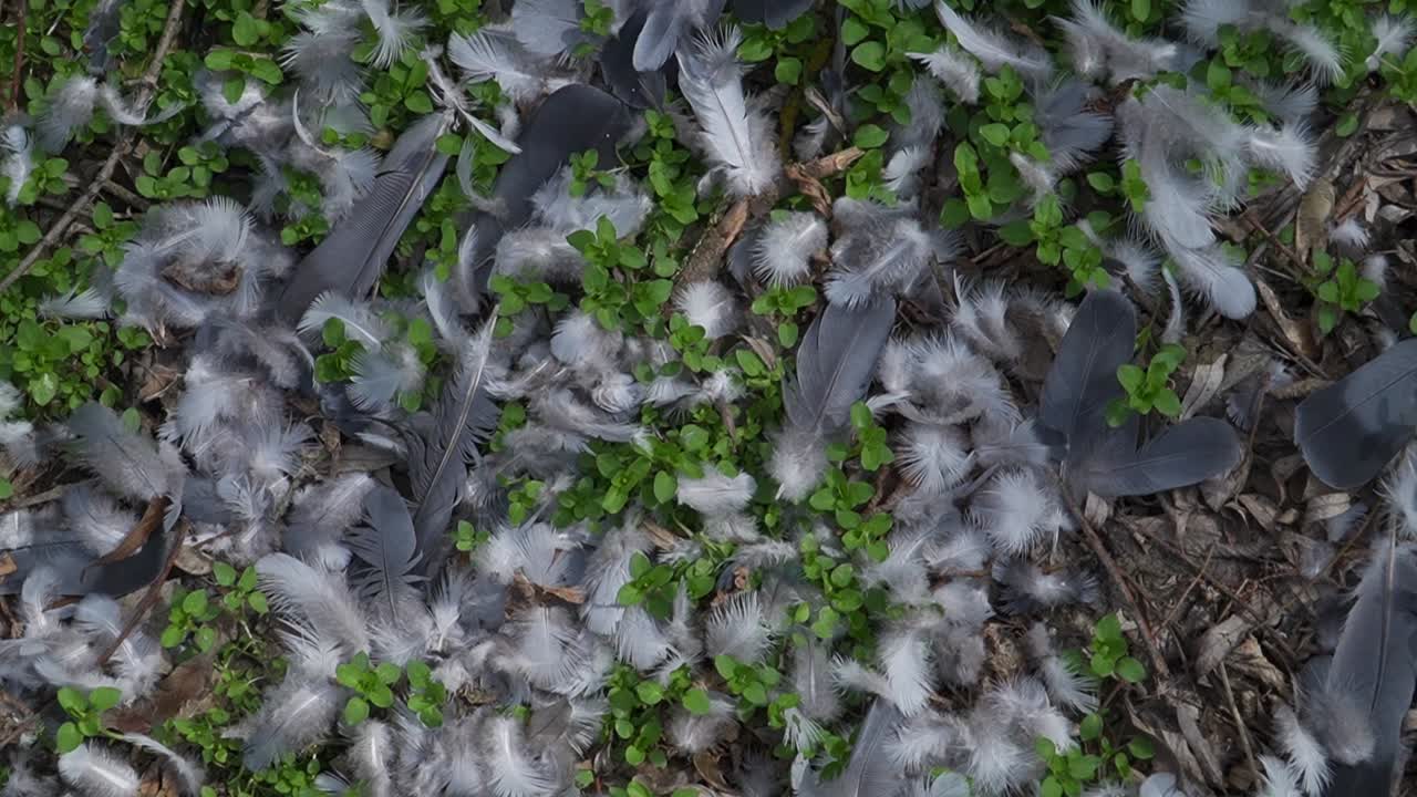 A detailed view of soft bird feathers strewn across a forest floor with vibrant green plants. Ideal for themes of nature, wildlife, loss, or environmental storytelling