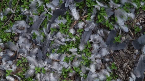 a detailed view of soft bird feathers strewn across a forest floor with vibrant green plants. ideal for themes of nature, wildlife, loss, or environmental storytelling