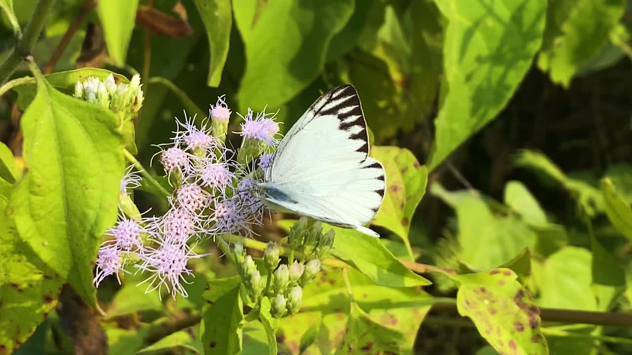 Siam Weed Flowers With Bengal Albatross Butterfly On A Sunny Day. Close-up Shot