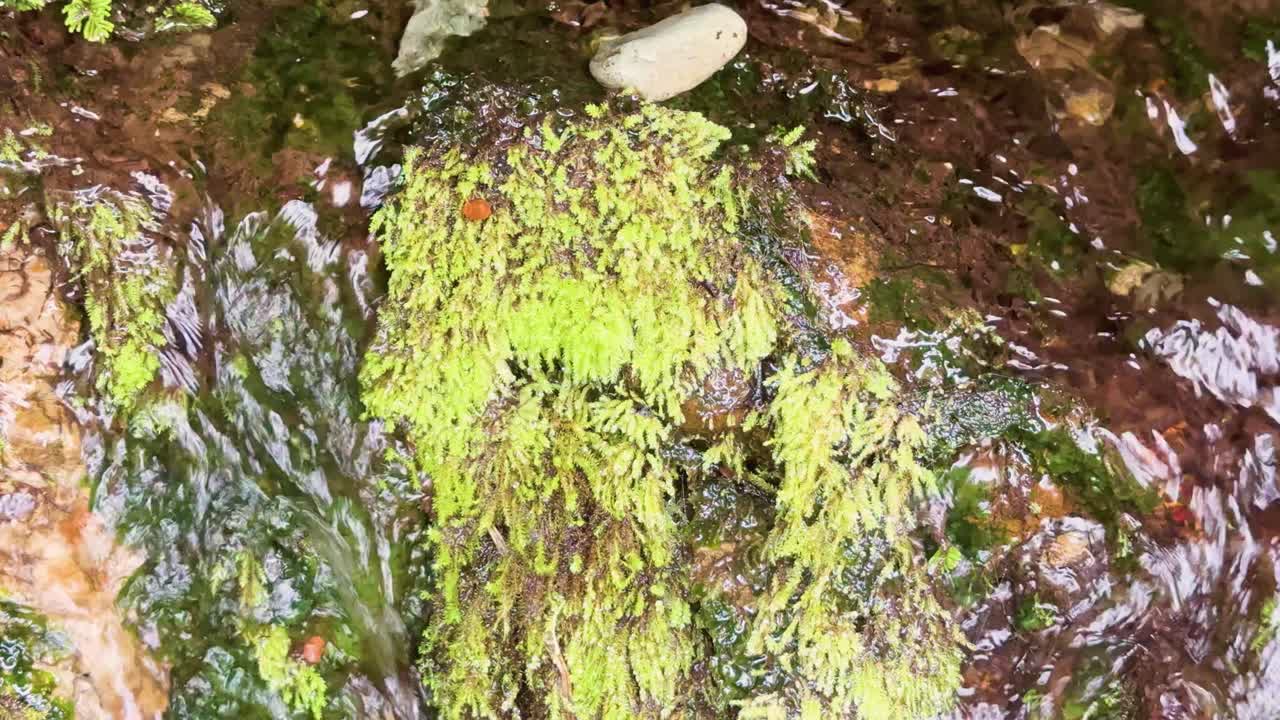 Close-up of mossy rock with clear water flowing, dappled sunlight, steady overhead camera angle