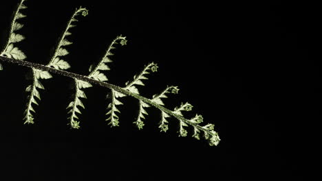 silver fern unfurling , underside time lapse on black back ground