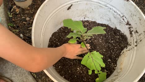 niño plantando una berenjena verde y frondosa en una maceta de tierra