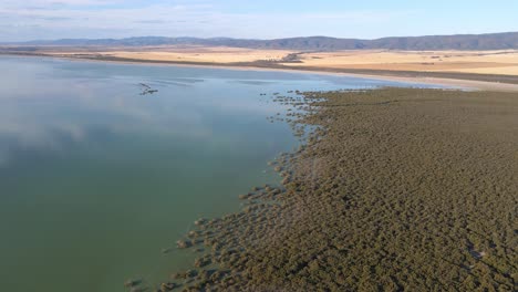 Top-down-view-Flying-over-mangrove-Forest-scenery-South-Australia,-Weerona-Island