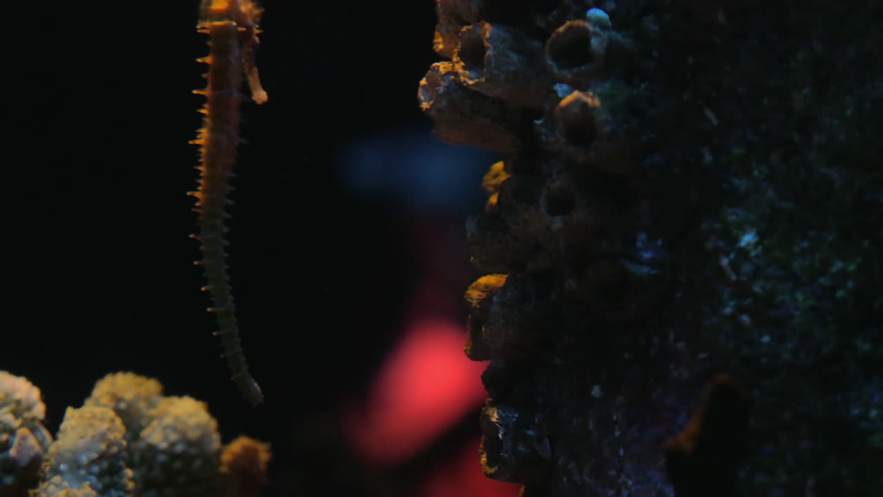 caballito de mar nada lentamente en la columna de agua entre los corales siam océano mundo bangkok tailandia