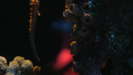 Sea-horse-slowly-swims-in-the-water-column-between-corals-Siam-Ocean-World-Bangkok-Thailand