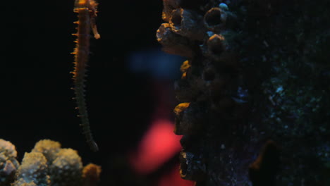 caballito de mar nada lentamente en la columna de agua entre los corales siam océano mundo bangkok tailandia