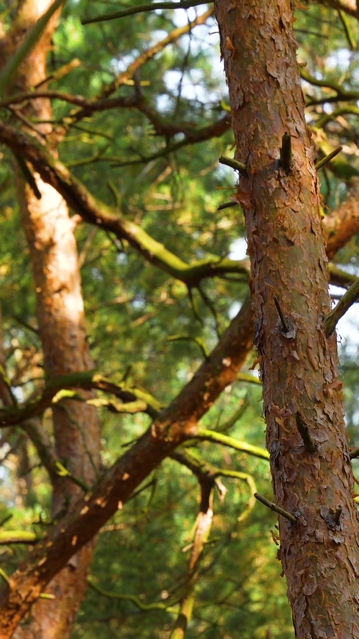 Un primo piano dettagliato di un tronco di pino con corteccia testurizzata in una foresta illuminata dal sole. Ideale per progetti a tema sostenibilità, benessere ed ecocompatibilità.