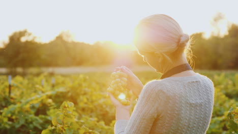 Eine-Bäuerin-Steht-In-Einem-Weinberg-Mit-Einer-Weintraube,-Die-Die-Untergehende-Sonne-Wunderschön-Beleuchtet