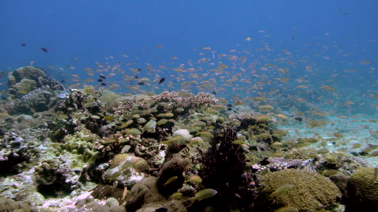 Shoal Of Reef Fishes Swimming Together Over Delicate Coral Reefs In Blue Ocean. - underwater