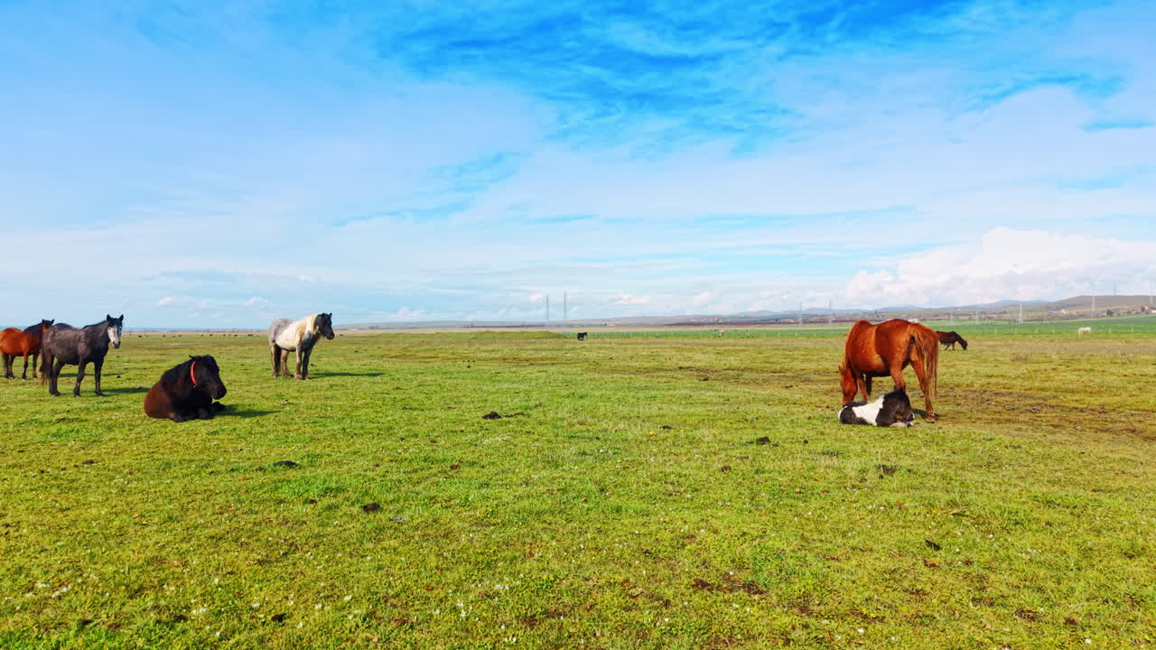 Mandria di cavalli che riposano e pascolano in un ampio prato verde. Vari cavalli in un grande campo, con un cavallo baio visto da dietro e un puledro sdraiato nell'erba.