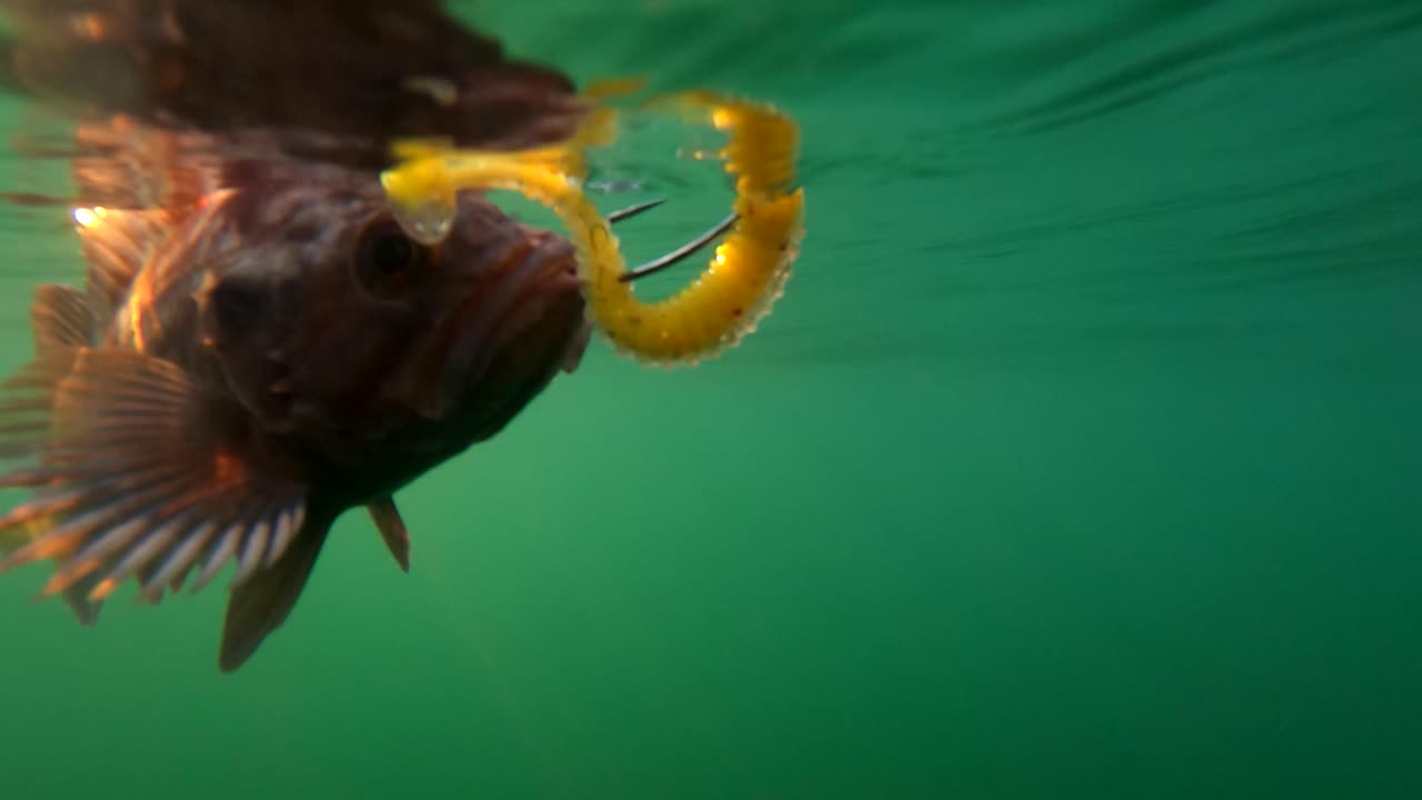 sculpin atrapado en un señuelo flota muerto en la superficie del agua verde iluminada por el sol