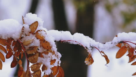 sorb tree branch with dry brown leaves and snow in forest