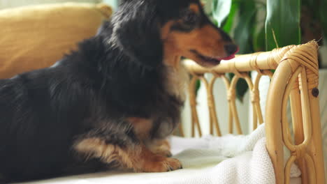 dachshund sausage dog cheekily steals a yellow tennis ball off another dog