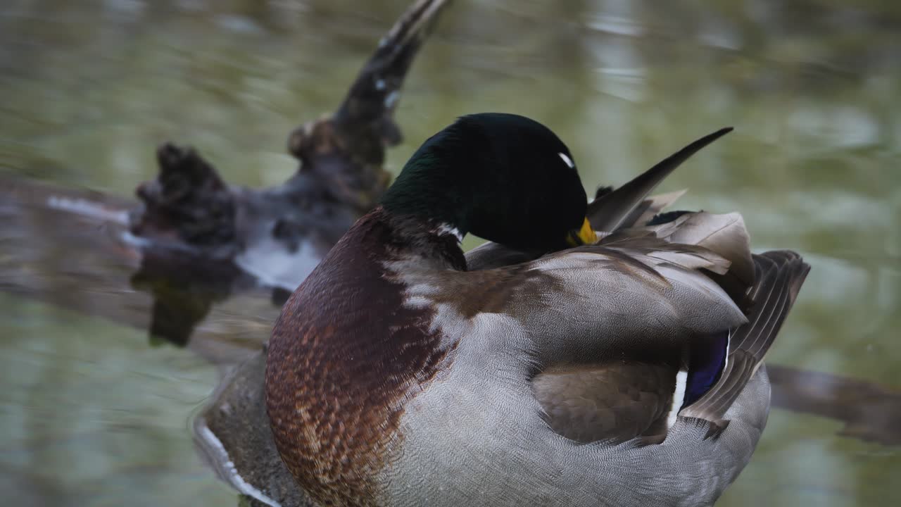 Close-up of a duck cleaning itself on a branch and lake. The animal is a male with beautiful colors.