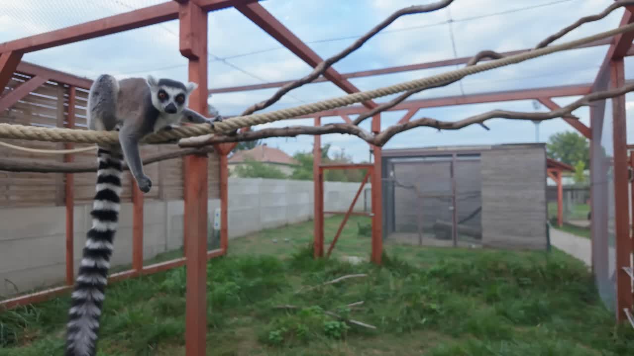 Close-up de um lêmure-de-cauda-anelado exótico e brincalhão pendurado em uma corda com uma mão, que pula após ponderar em um recinto de zoológico natural