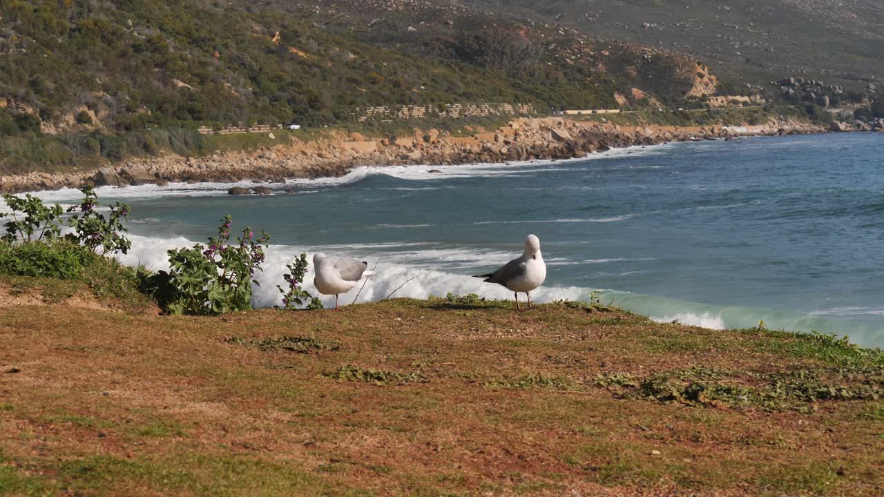 부서지는 파도가 밀려들면서 두 마리의 갈매기가 해변의 풀밭에 서 있다