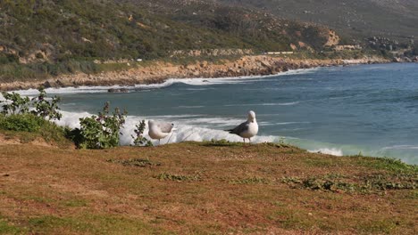 two seagulls stand on grass at beach as breaking surf waves roll in