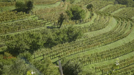 terraced vineyard landscape
