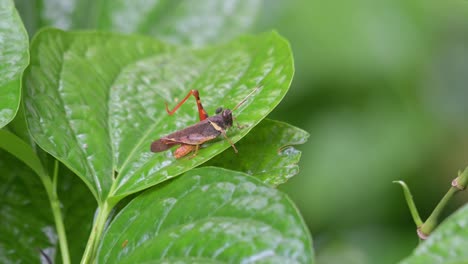 Lifting-its-left-hind-leg-to-stretch-while-an-ant-moves-down-the-leaf,-Grasshopper,-Thailand