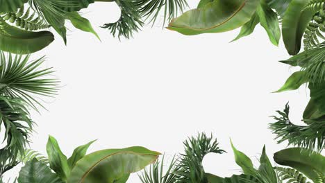 marco de plantas tropicales que se mueven en el viento en una animación de bucle sobre un fondo blanco