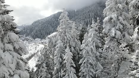 Aerial-Winter-Forest