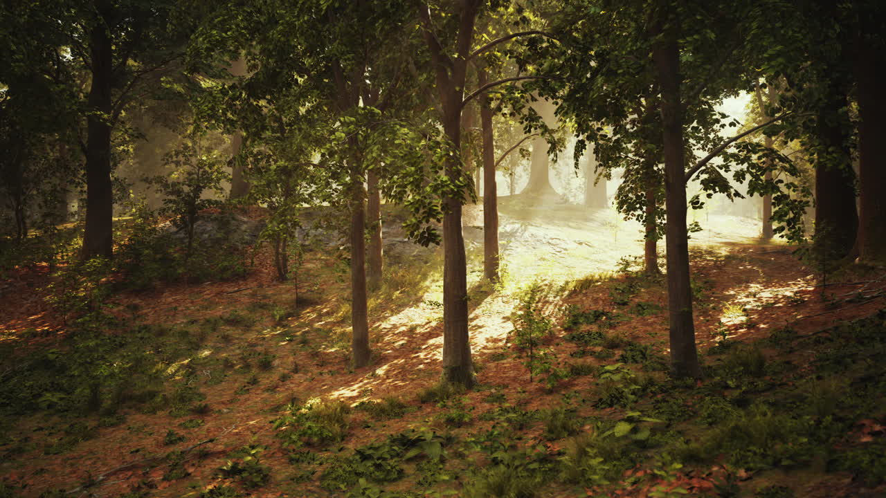 la luz del sol fluye a través de un bosque