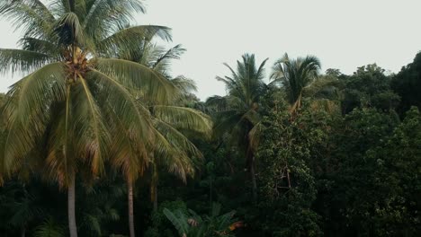 drone descending into a deep green jungle with a view of coconut palm trees. bright caribbean sky turns to dense rainforest scenery.