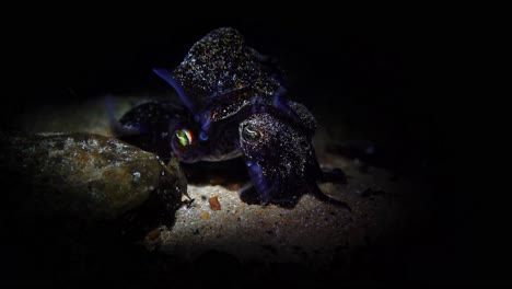 mating southern bobtail squid at night euprymna tasmanica 4k 25fps