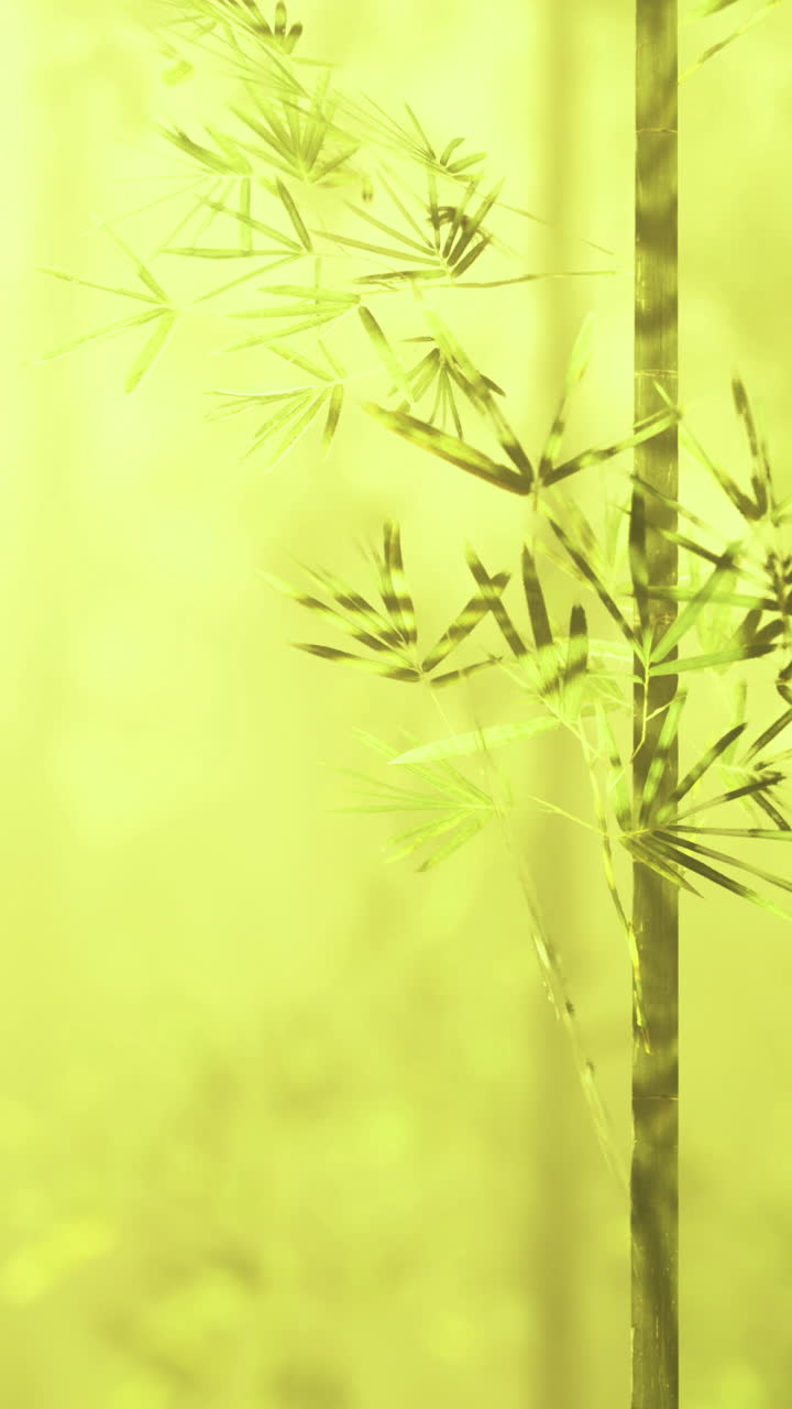 Bambù che ondeggia dolcemente nella luce dorata di un sereno pomeriggio